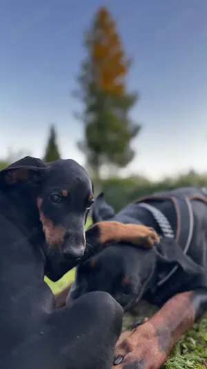 9 Wochen alte Dobermann Welpen