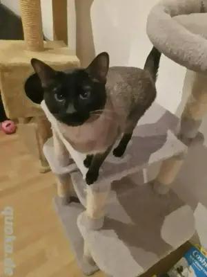 siam deckkater 