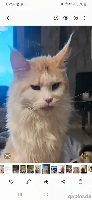 Maine coon Mädchen 