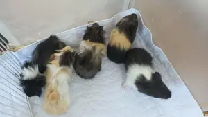 Die knuffigsten Meerschweinchen der Welt 