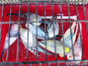 Nestjunge Wellensittiche 