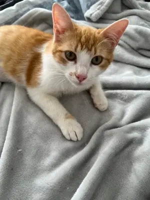 Unsere entzückende und verkuschelte Alani sucht ihr goldenes Körbchen