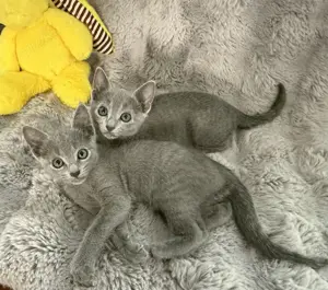 Russisch Blau Kitten "von Prinzbach"  mit exzellentem Stammbaum