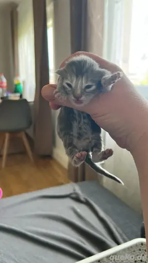 Reinrassig Main Coon 