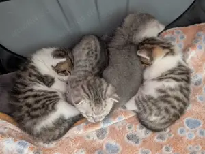 British Kurzhaar Kitten