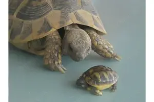 Griechische Landschildkröte