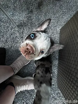 Französische Bulldoggen zu verkaufen 