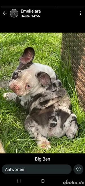Französische Bulldoggen zu verkaufen  Bild 2
