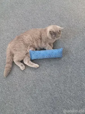 Bkh kitten