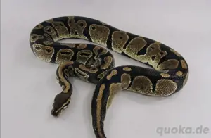 Lavender Albino het Piebald königspython 