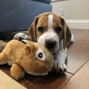 Beagle Welpen