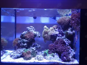 Meerwasser Aquarium komplett mit Besatz