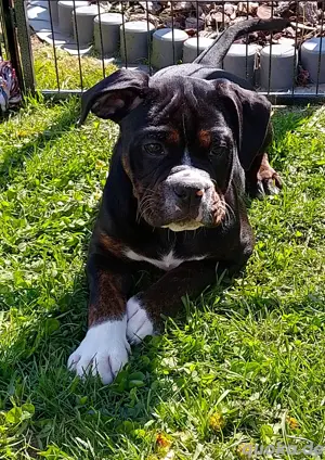 Nur noch 2 Wunderschöne Old English Bulldog Welpen in Sonderlackierung 
