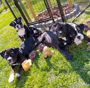 3 Wunderschöne Old English Bulldog Welpen in Sonderlackierung 