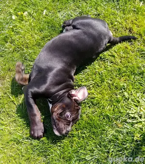 Nur noch 2 Wunderschöne Old English Bulldog Welpen in Sonderlackierung 