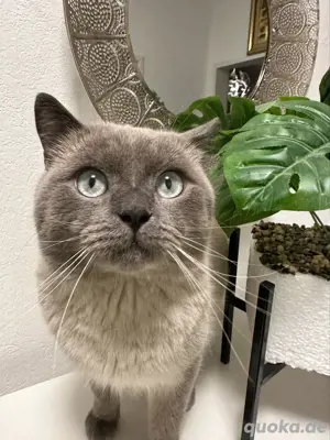BKH Kater (Blue Point)
