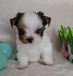 Biewer Yorkshire Terrier Welpen