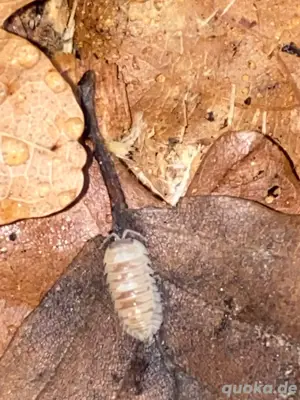 Rollassel, Asseln, Armadillidium Espanyoli Marbelized, 10 St 15,-  Bild 2
