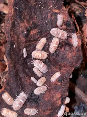 Rollassel, Asseln, Armadillidium Espanyoli Marbelized, 10 St 15,- 