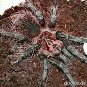 2 x Weibchen Pamphobeteus vespertinus, Pamphobeteus machala 