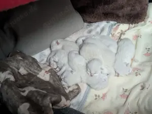Reinrassige Britisch-Langhaar Britisch-Kurzhaar Kitten