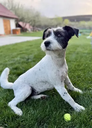 Süße Daisy sucht ihr eigenes Körbchen