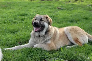 Hübscher Rufus sucht ein Zuhause