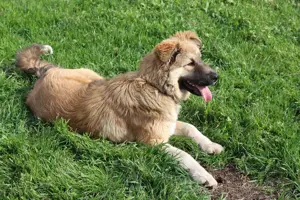 Knuffige Arika sucht ihre eigene Familie