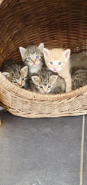 Kätzchen , Babykatzen