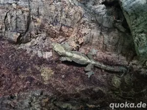 Kuhls Faltengecko
