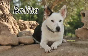 Zeigen Sie der hübschen Bolita das Leben?