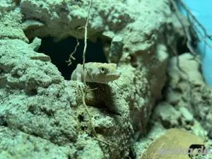 5.0 Pristurus Ornithocephalus  Vogelkopf- Gecko