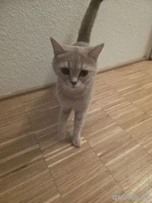 BKH reinrasdig Katze