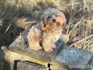 Schätzchenplätzchen gesucht