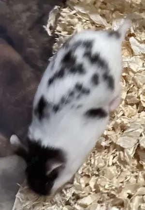 Panda Campbell Zwerghamster weiblich