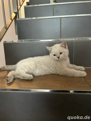 BKH Kitte Britisch Kurzhaar 