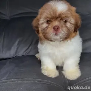 Männliche und weibliche Shih Tzu-Welpen zur Adoption verfügbar