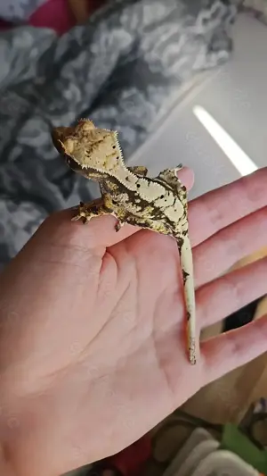 Junge Harlequin Kronengecko abzugeben Bild 3