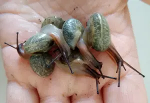 Schnecken, pleurodonte isabella blau 