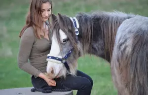 Wunderschöner Irish Cob 