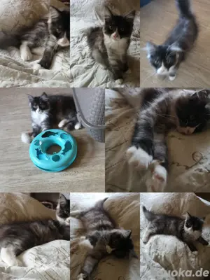 norwegische Waldkatze,