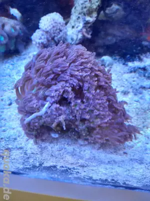 SALE! Clavularia viridis tricolor Koralle ca 50 Polypen 