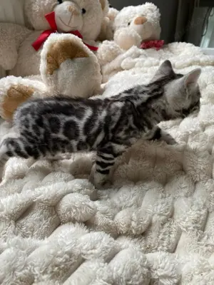 Bengal Kitten : männlich und weiblich Bild 8