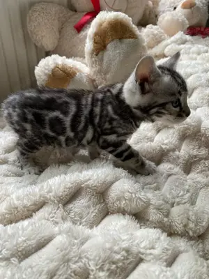 Bengal Kitten : männlich und weiblich Bild 9
