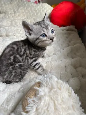 Bengal Kitten : männlich und weiblich Bild 5