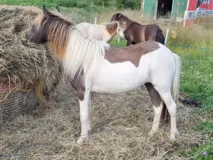 Shetlandponys zu verkaufen