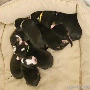 Entlebucher Sennhund 