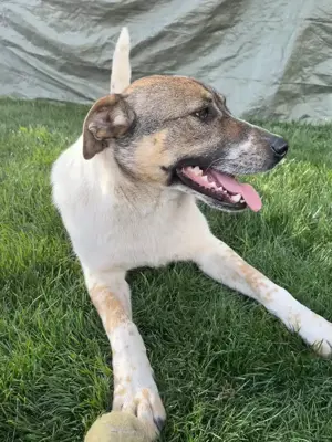 Hübsche Olive sucht ihr eigenes Körbchen