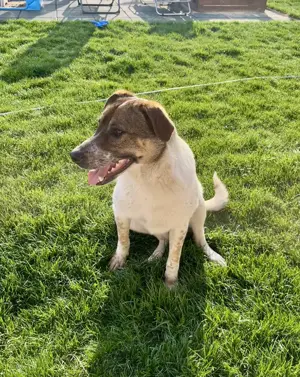 Hübsche Olive sucht ihr eigenes Körbchen