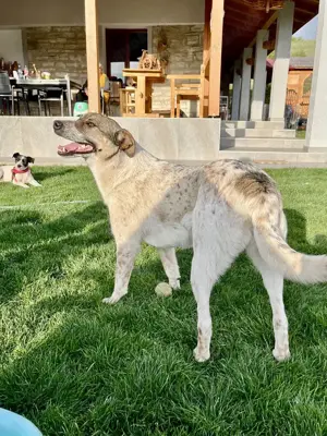 Hübsche Olive sucht ihr eigenes Körbchen